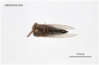 藏品(榕透翅毒蛾)的圖片